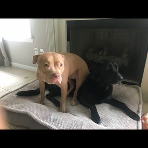 Meet your Posher, Bruce